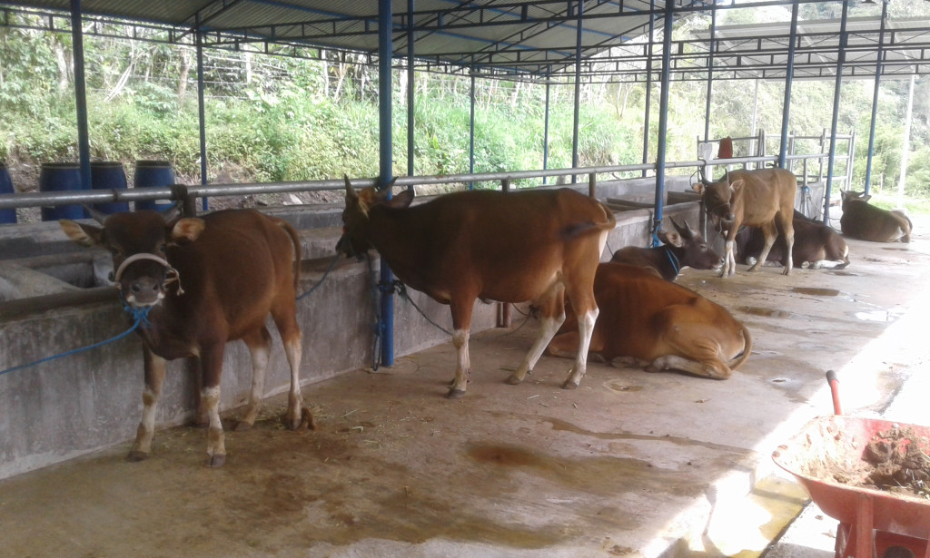 Tempat Penggemukan Sapi Yang Dikelola Oleh BUMK Kampung Burni Telong